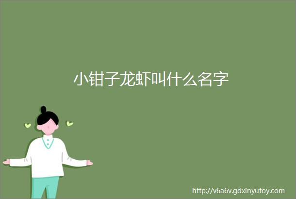 小钳子龙虾叫什么名字